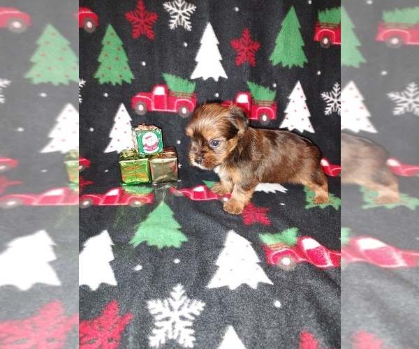 Medium Photo #17 Yorkshire Terrier Puppy For Sale in LAPEER, MI, USA