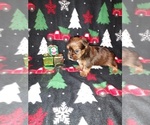 Small Photo #17 Yorkshire Terrier Puppy For Sale in LAPEER, MI, USA