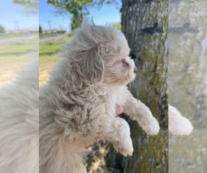Maltipoo-Zuchon  Puppy for sale in VENETA, OR, USA