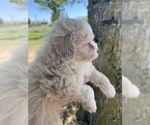 Small Maltipoo-Zuchon 