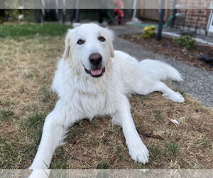 Howie - Male Great Pyrenees Dog for Adoption - Photo #20