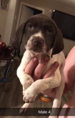 German Shorthaired Pointer Puppy for sale in SCOTTSBURG, IN, USA