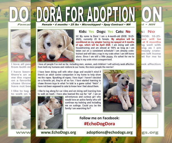 Medium Photo #4 Unknown-white german shepherd Mix Puppy For Sale in Hoffman Estates, IL, USA