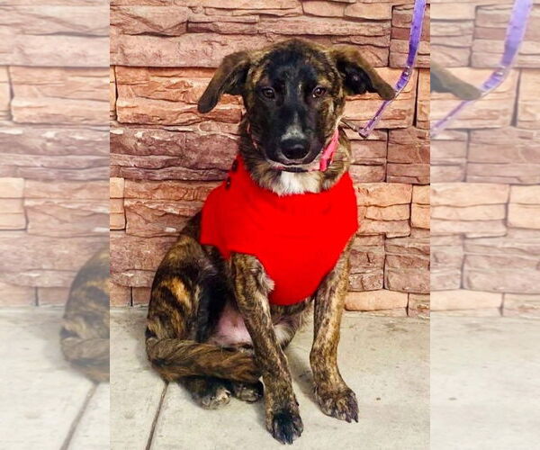 Medium Photo #6 Dutch Shepherd -Unknown Mix Puppy For Sale in Escondido, CA, USA