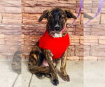 Small #5 Dutch Shepherd  Mix