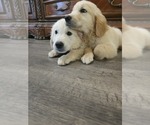 Small #4 Golden Retriever