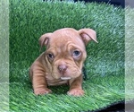 Small Photo #5 American Bully Puppy For Sale in ROGERS PARK, IL, USA