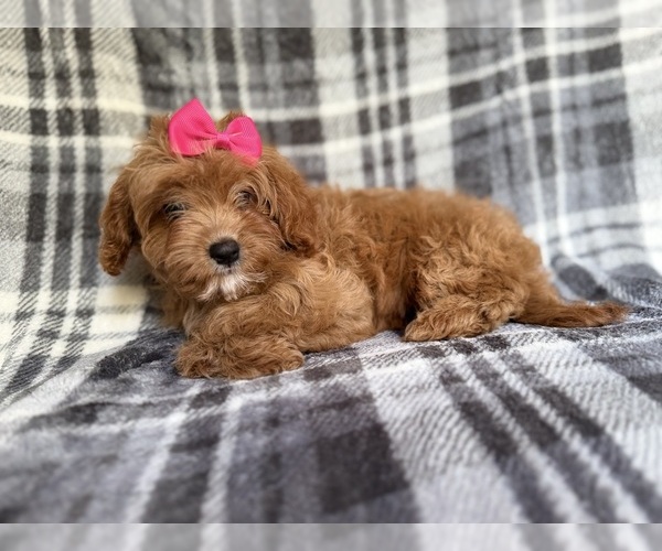 Medium Photo #5 Cavapoo Puppy For Sale in LAKELAND, FL, USA