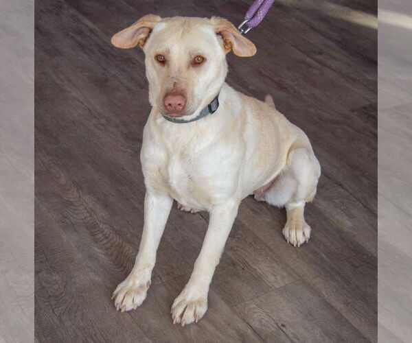 Medium Photo #4 Mutt Puppy For Sale in Huntley, IL, USA