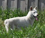 Small Photo #5 Siberian Husky Puppy For Sale in NEW PINE CREEK, OR, USA