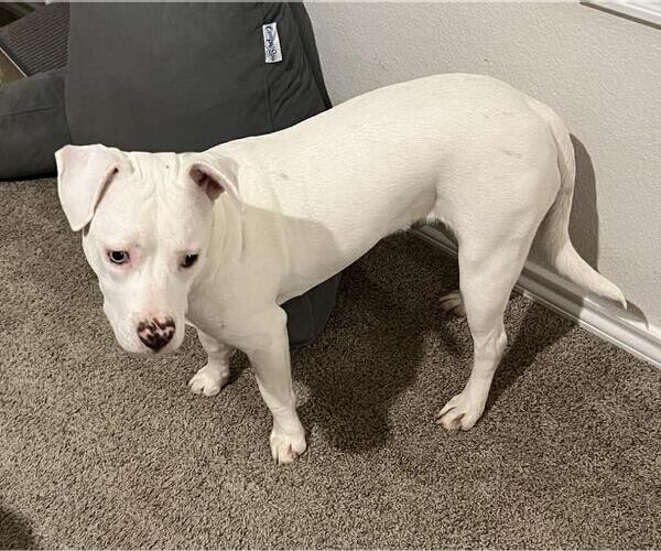 Medium Photo #3 Mutt Puppy For Sale in Rockwall, TX, USA