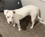 Small #2 Mutt