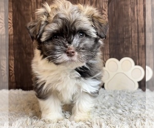 Medium Havanese