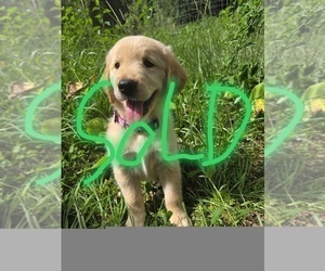 Golden Retriever Puppy for sale in PLANT CITY, FL, USA
