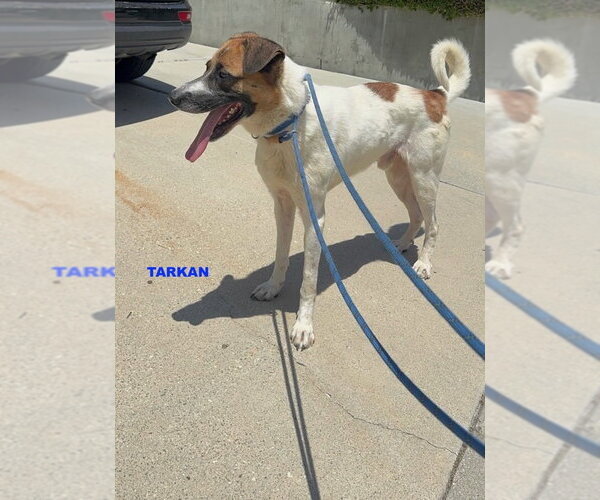 Medium Photo #6 Mutt Puppy For Sale in Woodland Hills, CA, USA