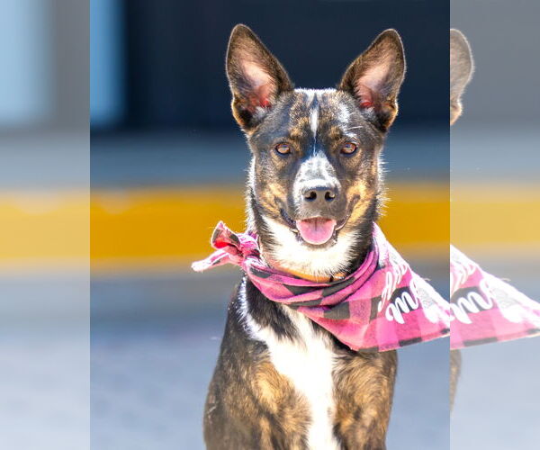 Medium Photo #2 German Shepherd Dog-Unknown Mix Puppy For Sale in San Diego, CA, USA