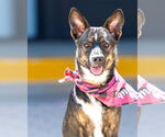 Small #1 German Shepherd Dog Mix