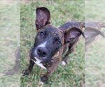 Small Photo #5 American Pit Bull Terrier-Plott Hound Mix Puppy For Sale in Pacolet, SC, USA