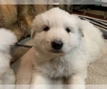 Small Photo #3 German Shepherd Dog-Great Pyrenees Mix Puppy For Sale in MITCHELL, IN, USA