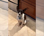 Small Rat Terrier