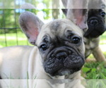 Small #1 French Bulldog