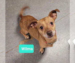 Chiweenie Dogs for adoption in Richmond, IN, USA