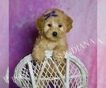 Small #5 Poodle (Miniature)