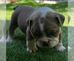 Small Photo #11 Bulldog Puppy For Sale in STOCKBRIDGE, GA, USA