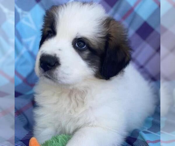 Medium Photo #1 Great Pyrenees-Unknown Mix Puppy For Sale in San Diego, CA, USA