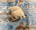 Small Photo #5 Coton de Tulear Puppy For Sale in YELM, WA, USA