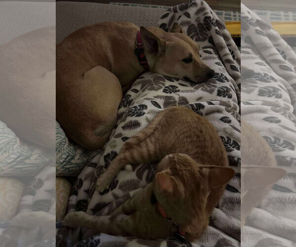 Medium Photo #3 Basenji Puppy For Sale in Menifee, CA, USA