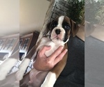 Small Photo #2 Boxer Puppy For Sale in LINESVILLE, PA, USA