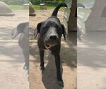 Small #1 Labrador Retriever Mix