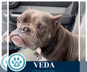 Bulldog-Unknown Mix Dogs for adoption in Kimberton, PA, USA