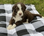 Small Photo #2 Bernedoodle Puppy For Sale in MINBURN, IA, USA