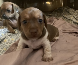 Chiweenie Puppy for sale in N HAVEN, CT, USA