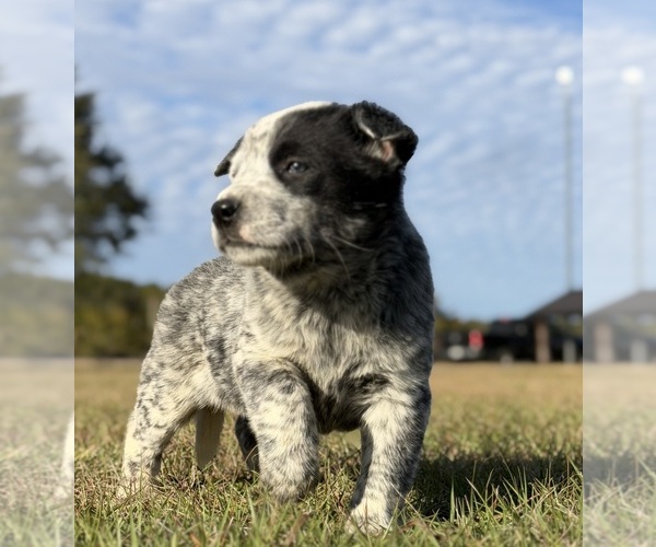 Medium Photo #2 Australian Cattle Dog Puppy For Sale in ZOLFO SPRINGS, FL, USA