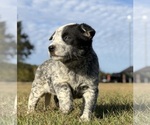 Small #1 Australian Cattle Dog