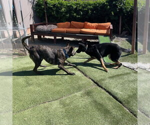 Honey - Female German Shepherd Dog-Unknown Mix Dog for Adoption - Photo #5