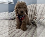 Small Photo #13 Goldendoodle (Miniature) Puppy For Sale in DURHAM, CT, USA