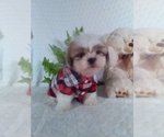 Small Photo #10 Shih Tzu Puppy For Sale in SUGARCREEK, OH, USA
