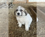 Puppy Red Collar Great Pyrenees