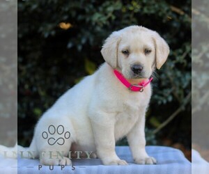 Labrador Retriever Puppy for sale in DENVER, PA, USA