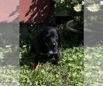 Puppy 5 Dachshund