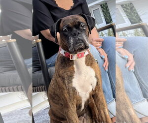 Boxer Dogs for adoption in Burnsville, MN, USA