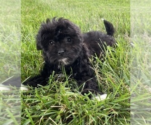 Havanese Puppy for sale in CANOGA, NY, USA