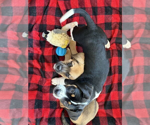 Medium Photo #3 Mutt Puppy For Sale in Springdale, PA, USA