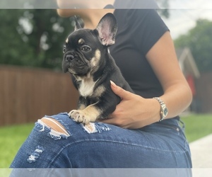 French Bulldog Puppy for sale in HOUSTON, TX, USA