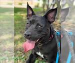 Small #3 American Pit Bull Terrier