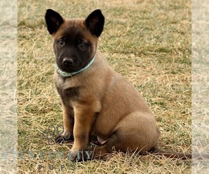 Belgian Malinois Puppy for sale in STRASBURG, PA, USA
